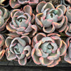 Echeveria Beyonce Rainbow Variegated