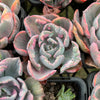 Echeveria Beyonce Rainbow Variegated