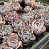 Echeveria Beyonce Rainbow Variegated