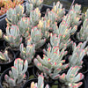 Cotyledon Orbiculata cv. Long Leaf Variegated