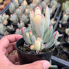 Cotyledon Orbiculata cv. Long Leaf Variegated