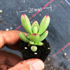 Crassula 'LUDRITS' (Crassula nudicaulis var. Herrei Hyb) (P/C)(w/pup)