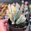 Cotyledon Orbiculata cv. Long Leaf Variegated