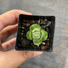 Crassula Emerald (3-4H)
