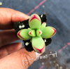 Crassula 'LUDRITS' (Crassula nudicaulis var. Herrei Hyb) (P/C)(w/pup)