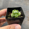 Crassula Emerald (3-4H)