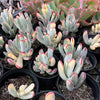 Cotyledon Orbiculata cv. Long Leaf Variegated