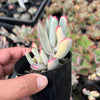 Cotyledon Orbiculata cv. Long Leaf Variegated
