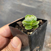 Crassula Emerald (3-4H)
