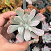 Echeveria zahnii var. 'Hoveyi'