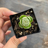 Crassula Emerald (3-4H)