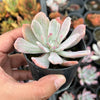 Echeveria zahnii var. 'Hoveyi'
