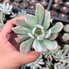 Echeveria zahnii var. 'Hoveyi'