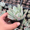 Echeveria zahnii var. 'Hoveyi'