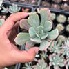 Echeveria zahnii var. 'Hoveyi'