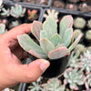 Echeveria zahnii var. 'Hoveyi'