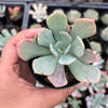 Echeveria zahnii var. 'Hoveyi'