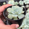 Echeveria Silver Queen Variegated
