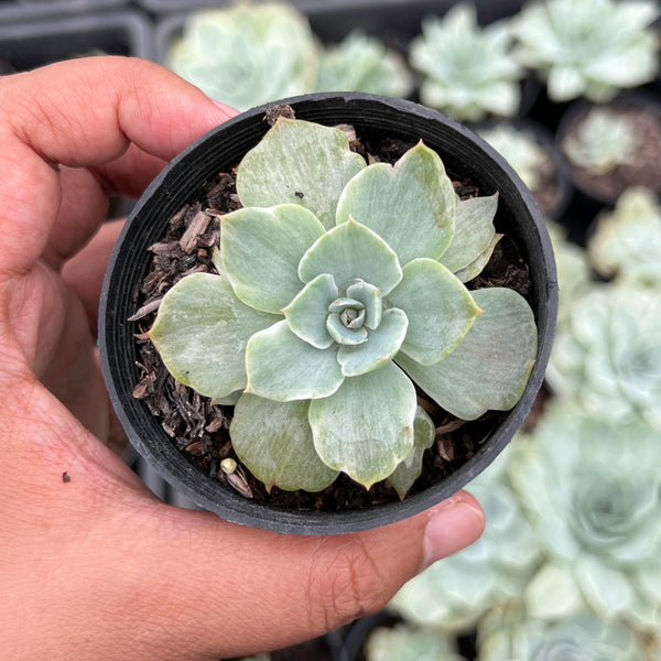 silver queen succulent Echeveria Silver Queen Variegated – LET LOVE GROW (Succulent & Cactus)