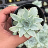 Echeveria Silver Queen Variegated