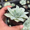 Echeveria Silver Queen Variegated