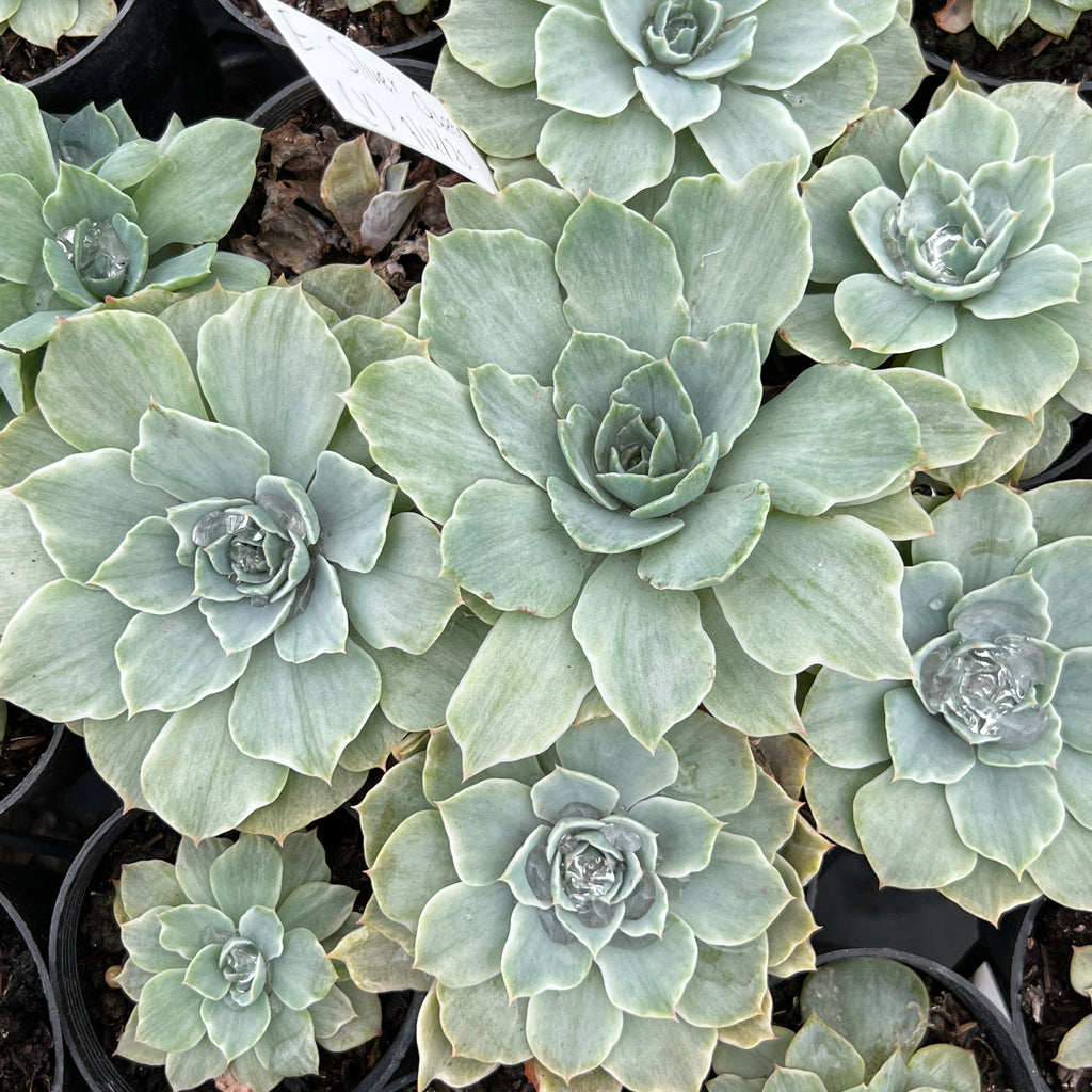 Echeveria Silver Queen Variegated