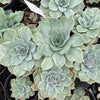 Echeveria Silver Queen Variegated