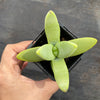 Crassula macowaniana