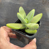 Crassula macowaniana
