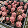 Graptosedum Bronze Variegata