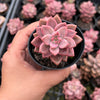 Graptosedum Bronze Variegata