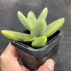 Crassula macowaniana