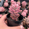 Graptosedum Bronze Variegata