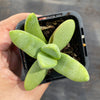 Crassula macowaniana