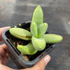 Crassula macowaniana
