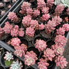 Graptosedum Bronze Variegata