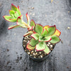 Echeveria 'Seiten-no-Tsukasa' (has mark)
