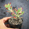 Echeveria 'Seiten-no-Tsukasa' (has mark)