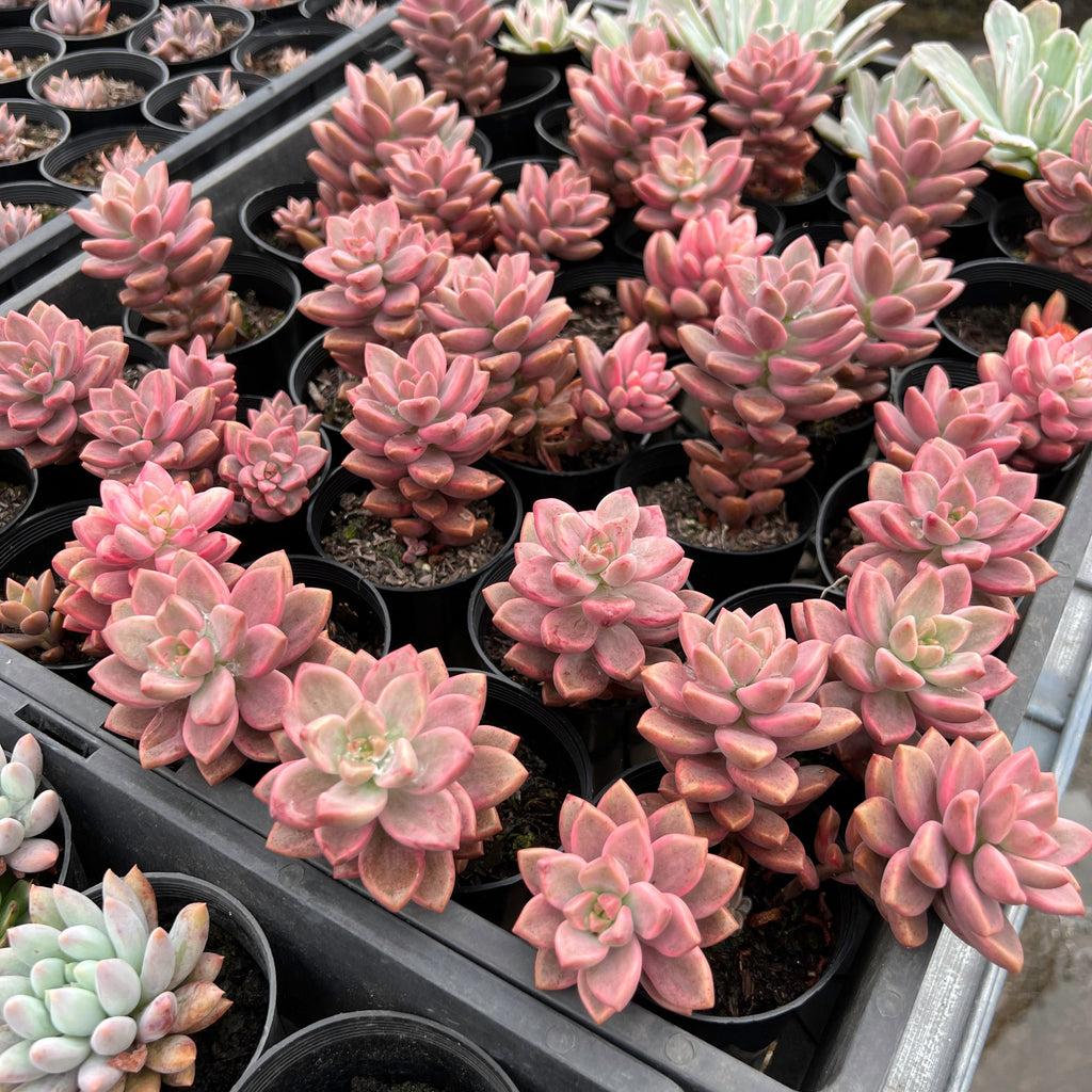Graptosedum Bronze Variegata