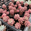 Graptosedum Bronze Variegata
