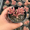 Lenopetalum Chocolate and Strawberries (2 HEADS)