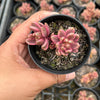 Lenopetalum Chocolate and Strawberries (2 HEADS)