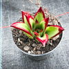 Echeveria agavoides 'Lipstick'
