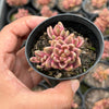 Lenopetalum Chocolate and Strawberries (2 HEADS)