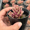Lenopetalum Chocolate and Strawberries (2 HEADS)