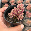 Lenopetalum Chocolate and Strawberries (2 HEADS)