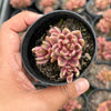 Lenopetalum Chocolate and Strawberries (2 HEADS)