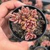 Lenopetalum Chocolate and Strawberries (2 HEADS)