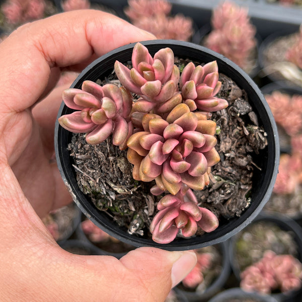 Sedum / Lenopetalum