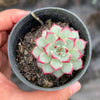Echeveria Zaragoza 'Rosa'